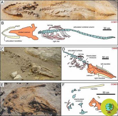 Descubierto en Perú uno de los yacimientos de fósiles de cetáceos más grande del mundo