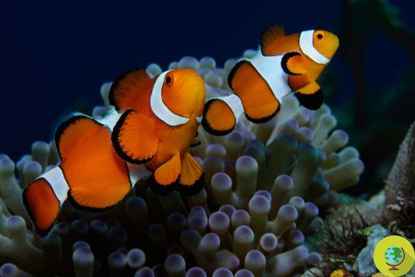 Perdiendo a Nemo, el pez payaso no logra adaptarse genéticamente a los cambios ambientales