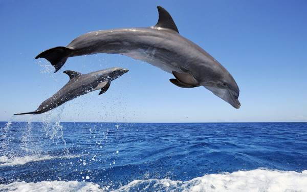 Dolphins and whales? They have human-like brains and use dialects to communicate