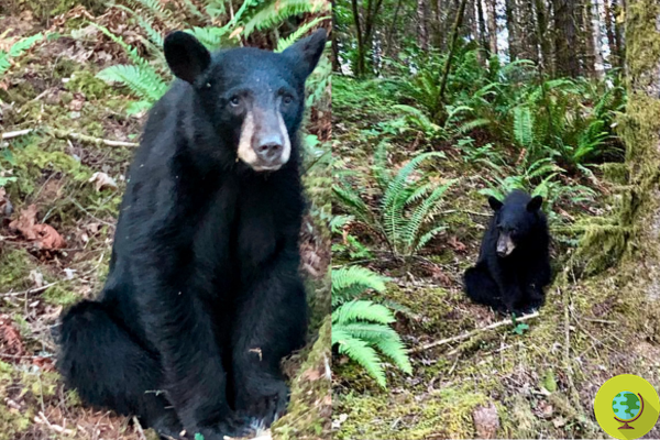 Urso de pelúcia morto por ser muito sociável com humanos: culpa da comida oferecida por turistas para tirar selfies