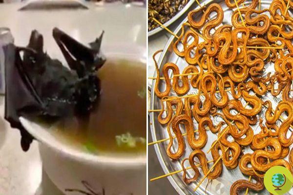 Coronavirus en China: consumo de serpientes y sopa de murciélago entre las causas de transmisión