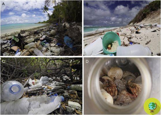 Meio milhão de caranguejos eremitas morreram de plástico na praia
