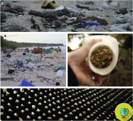 Medio millón de cangrejos ermitaños murieron por plástico en la playa