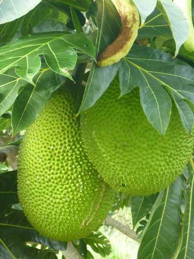 Superfood: Ulu, the fruit of the breadfruit will feed the world?