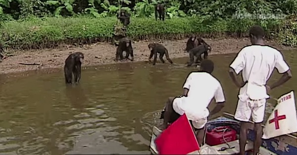 El Planeta de los Simios existe: la isla de los chimpancés salvada de la experimentación (VIDEO)