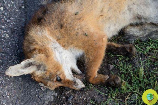 Caza del zorro todo el año: en Lombardía puedes convertirte en cazador a partir de los 17 años