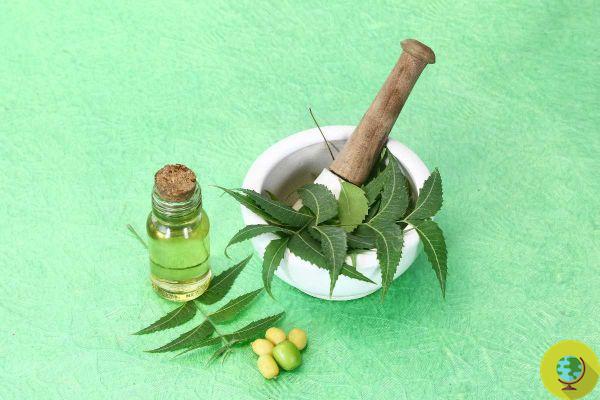 Neem leaves, an ancient and powerful natural remedy: the 12 greatest benefits