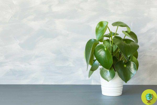 The most beautiful houseplants that will keep us company during the winter