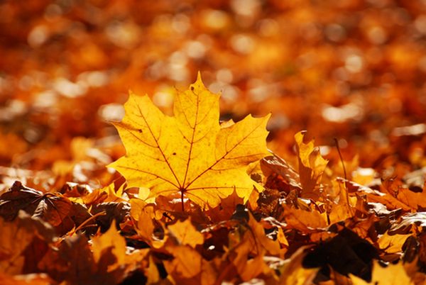 Why do leaves change color in autumn?