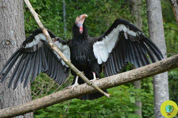 Le condor de Californie sauvé de l'extinction grâce aux condors des Andes péruviennes