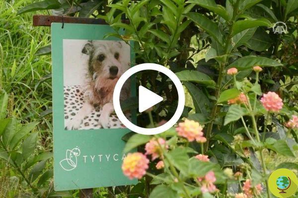 Pet Memorial Garden: the cemetery for dogs and cats that gives them new life by turning them into trees