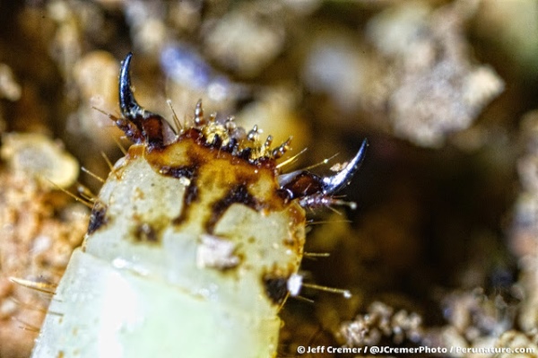 Besouro 'brilhante' descoberto na floresta tropical do Peru