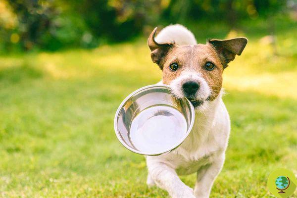 Dieta vegana para cães: é realmente mais saudável e segura, como diz este novo estudo inglês?