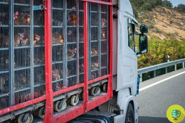 Massacre of hens on the A14 following the overturning of a truck carrying poultry. Over 3 thousand dead, while the others are on the run