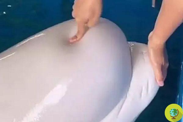 Funcionário do aquário cutuca e aperta a cabeça de uma beluga para mostrar às crianças como ela é macia