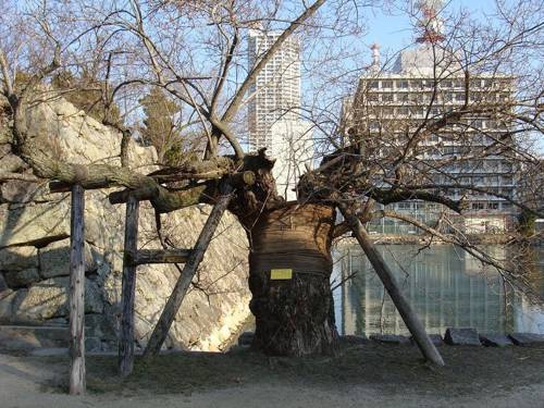 Hibaku Jumoku: alberi sopravvissuti alla bomba atômica de Hiroshima