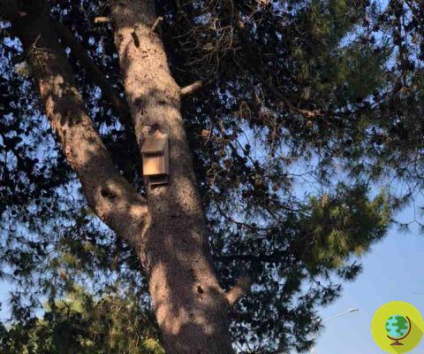 Bat-Box: na província de Taranto instalou-se as casas para morcegos contra mosquitos
