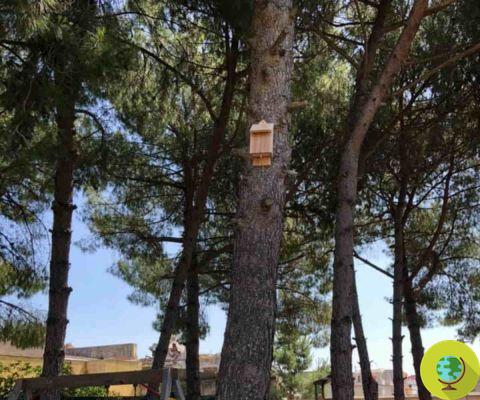 Bat-Box: na província de Taranto instalou-se as casas para morcegos contra mosquitos