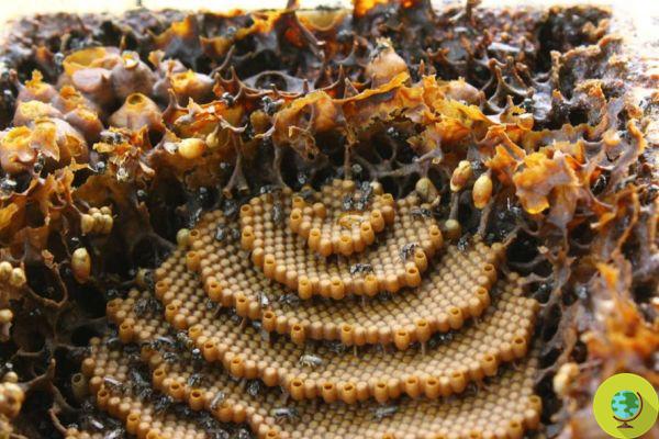 Hives as you've never seen them: what happens when bees give vent to their creativity
