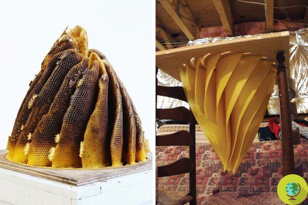 Colmeias como você nunca viu: o que acontece quando as abelhas dão vazão à sua criatividade