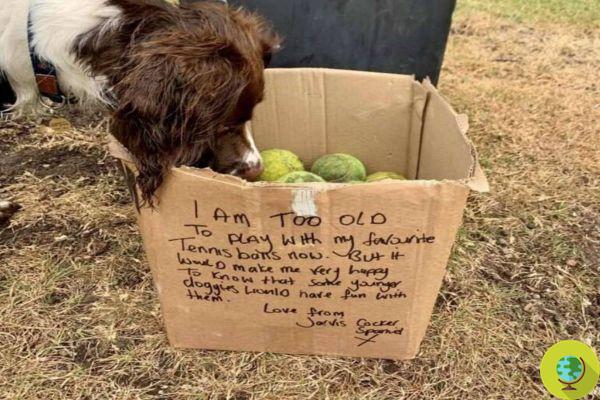 Surpresa no parque: babá de cachorro tropeça em uma caixa cheia de bolas de tênis, com uma mensagem comovente