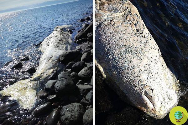 Aeolian Islands, 13-meter sperm whale found dead on a beach in Vulcano