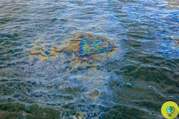 Descubren una misteriosa bacteria que sabe absorber el petróleo y el diésel vertidos al mar