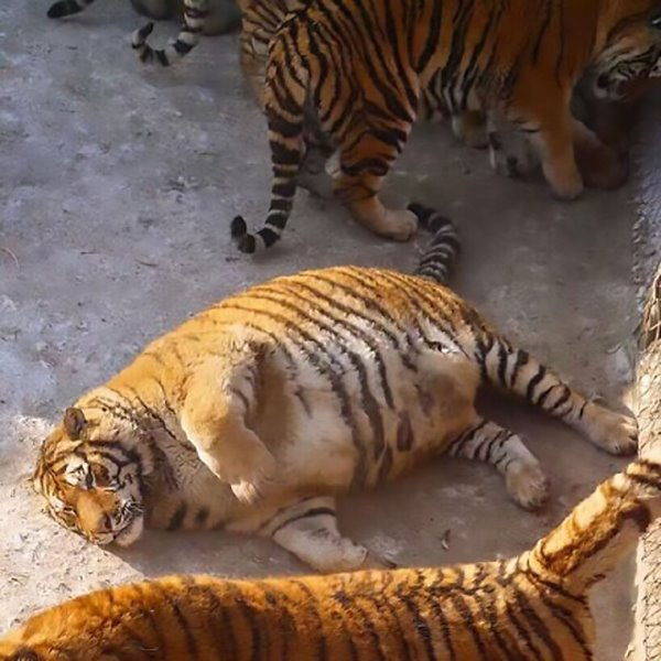 As tristes imagens dos tigres obesos cativos no zoológico (FOTO e VÍDEO)