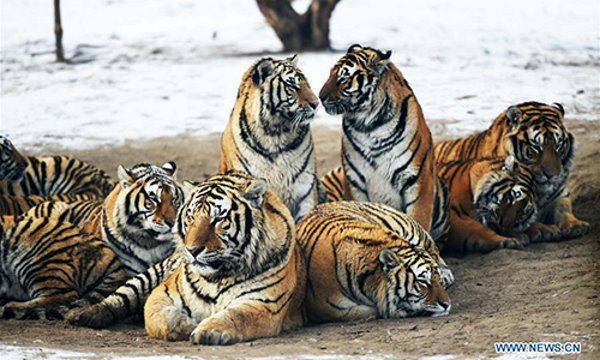 Las tristes imágenes de los obesos tigres cautivos en el zoológico (FOTO y VIDEO)