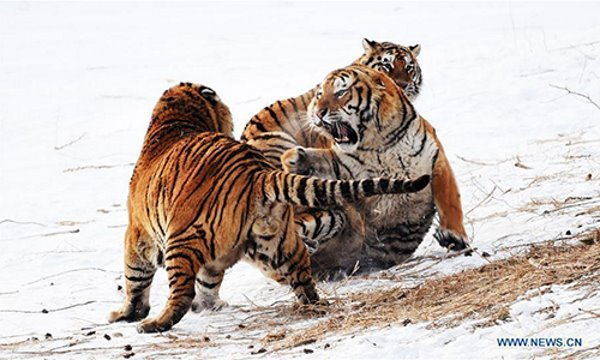 Las tristes imágenes de los obesos tigres cautivos en el zoológico (FOTO y VIDEO)