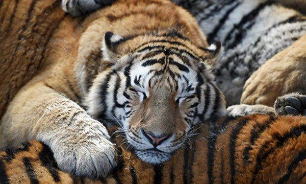 The sad images of the obese tigers captive in the zoo (PHOTO and VIDEO)