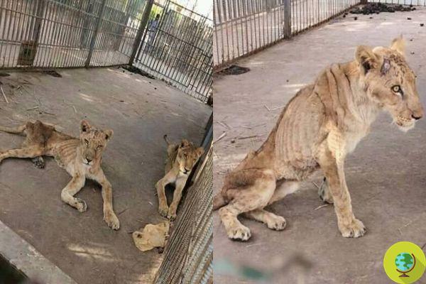 Sick, undernourished and in horrible conditions risk dying in the worst zoo in the world