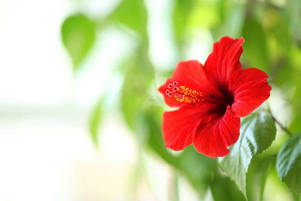 Hibiscus: how to grow it, maintenance and care