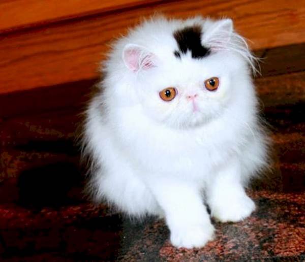 Here are the cats with the weirdest and most bizarre spots on their coat