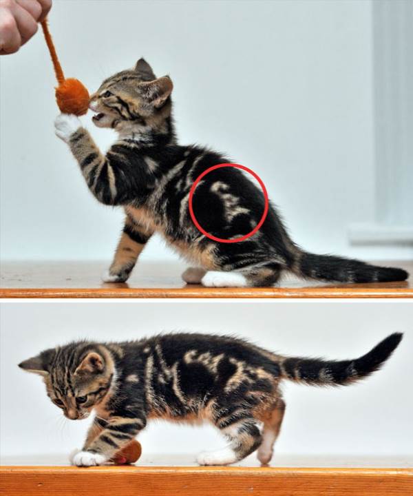 Here are the cats with the weirdest and most bizarre spots on their coat