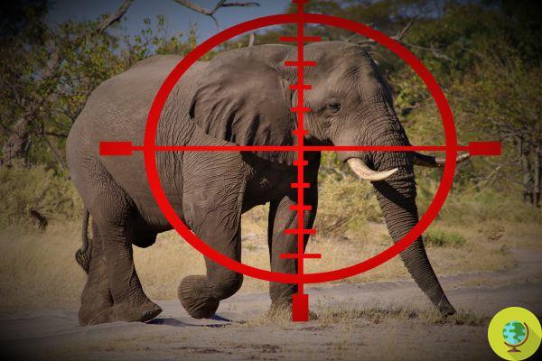 La vente aux enchères pour tirer sur les éléphants : au Botswana, ils peuvent être abattus par le plus offrant
