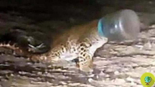 Soltado na Índia, um leopardo com o focinho preso em um recipiente de plástico