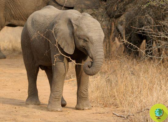 Zimbabwe, des éléphants encore morts. Trouvé 22 corps sans vie en quelques jours