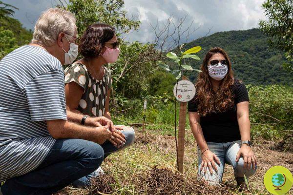 Woods of Memory in Brazil: 200 trees for 200 victims of COVID-19