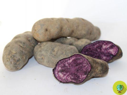 Le violet de pomme de terre prévient les tumeurs