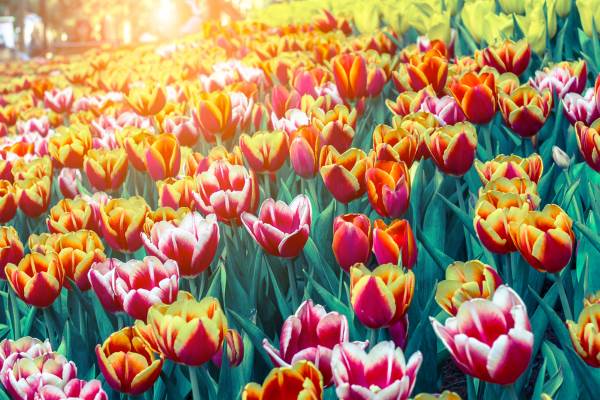 La leyenda de los tulipanes (y su significado)