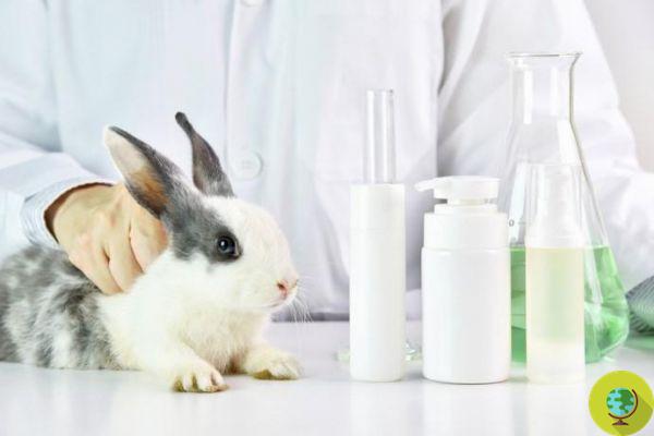 Californie, une loi a été adoptée interdisant les tests cosmétiques sur les animaux