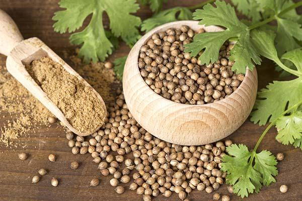 Coriander: uses and fantastic properties