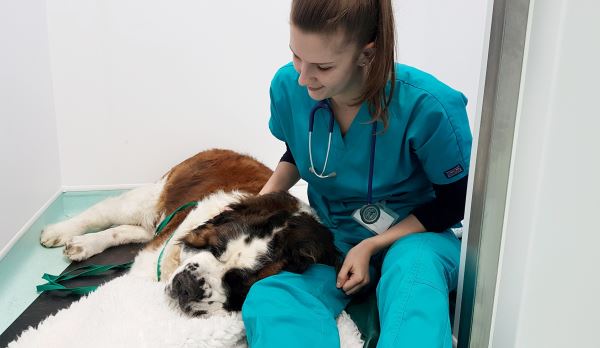 Chien Saint-Bernard opéré d'un cancer, mais avait (seulement) 4 ours en peluche dans le ventre