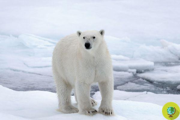 A polícia canadense matou a tiros um urso polar migratório a mais de 100 km de seu habitat