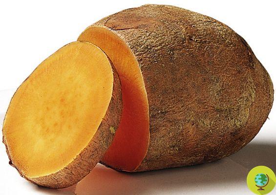 A batata-doce é geneticamente modificada pela natureza: o estranho caso de um 