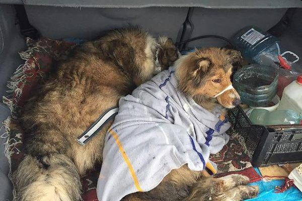 Panda, the hero dog who for days protected his 4-legged companion on the tracks (PHOTO AND VIDEO)