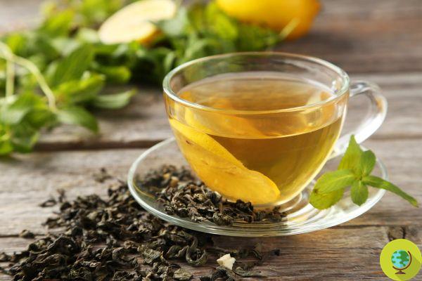 Green tea, all the amazing benefits backed by science