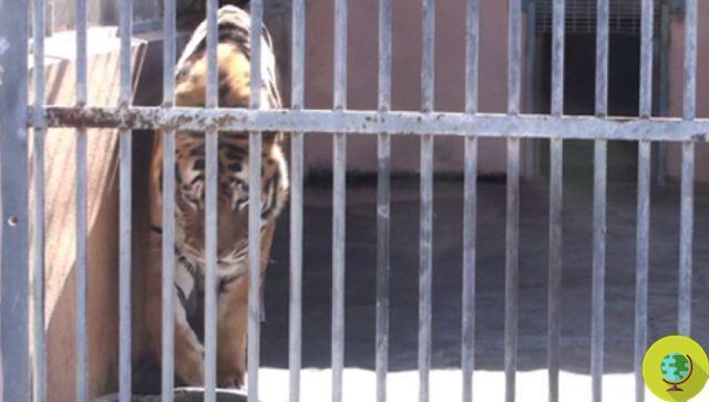 Incautados dos zoológicos en Cerdeña: impactantes imágenes de animales