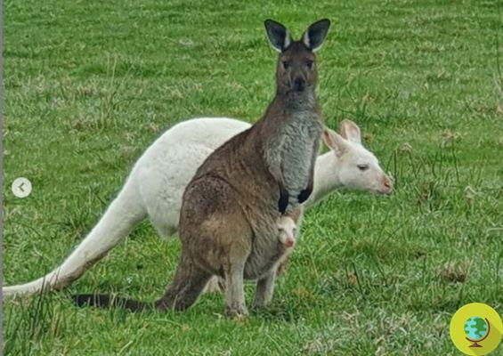Australia, born very rare albino kangaroo puppy like his dad